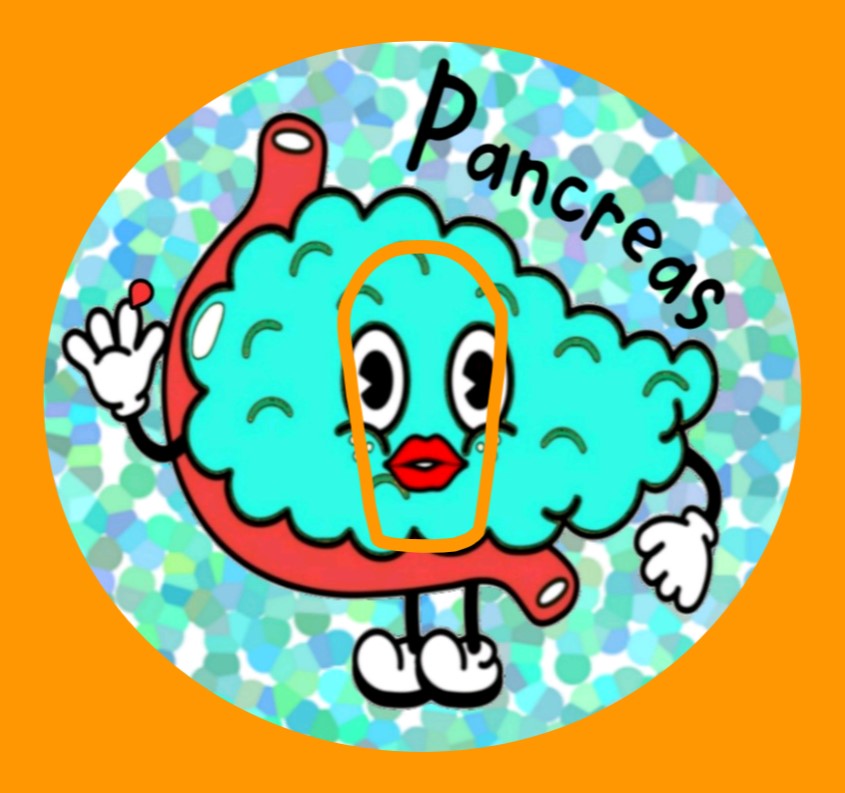 PANCREAS PAL OBLONG OVAL PATCH